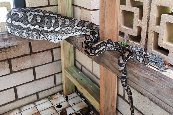 A carpet python lying across a structure with a large bulge in its body