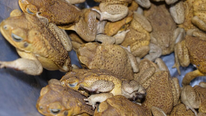 Cane toad tadpole lure to launch as toxic pests' breeding season heats up -  ABC News