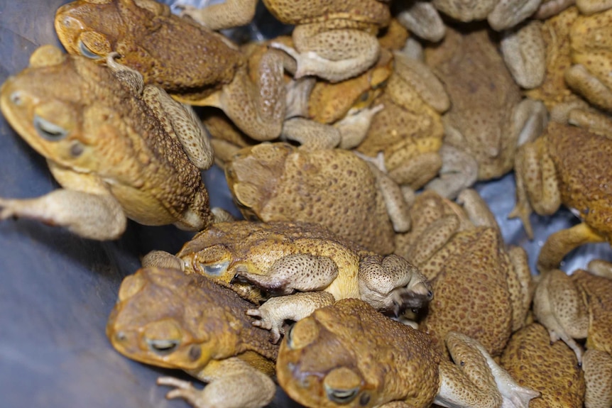 A large collection of cane toads.