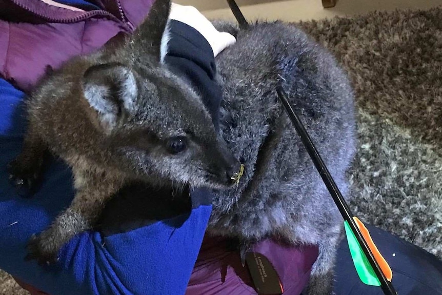Wallaby shot by an arrow in southern Tasmania