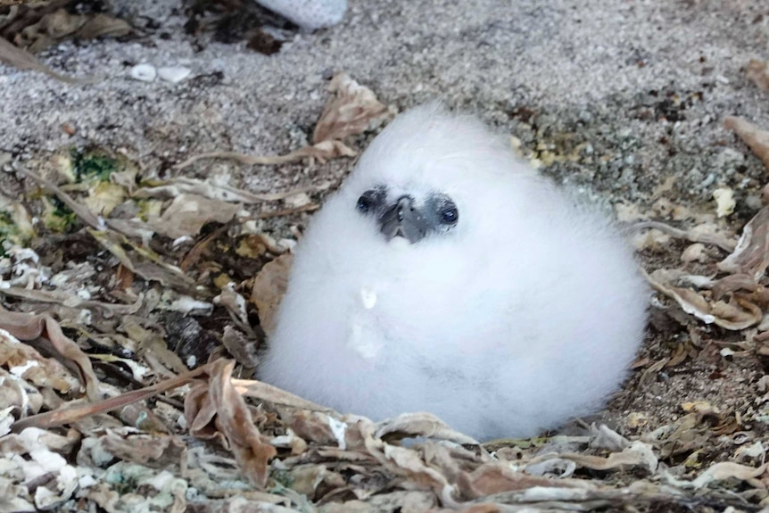 A fluffy white bird chick with a black face sits in sand and leaves.