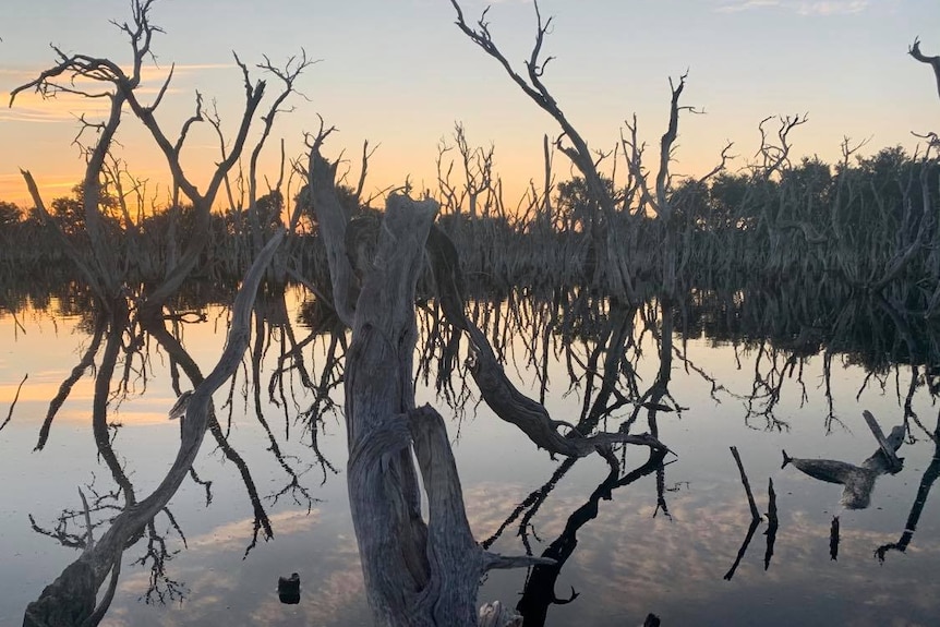 A wetland in low light, with the sun just a memory below the horizon and the pristine water a mysterious, opaque mirror.