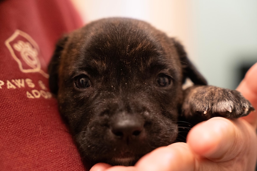 a small brown puppy looks at the camera