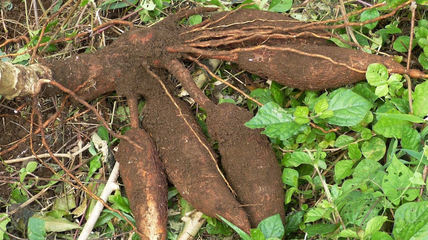 The cassava plants feeds 500 million people in east Africa
