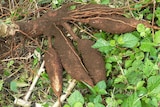 The cassava plants feeds 500 million people in east Africa