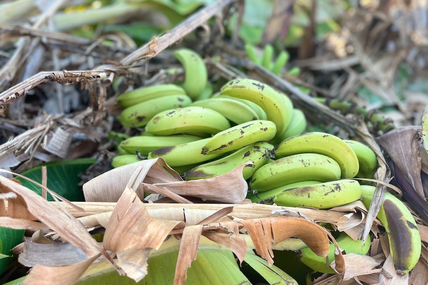 A bunch of fallen bananas