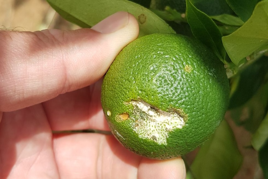 a big white split appears across a small lime