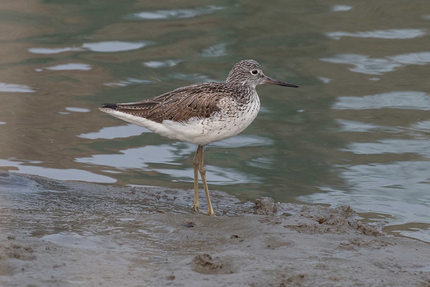 Greenshank at the water