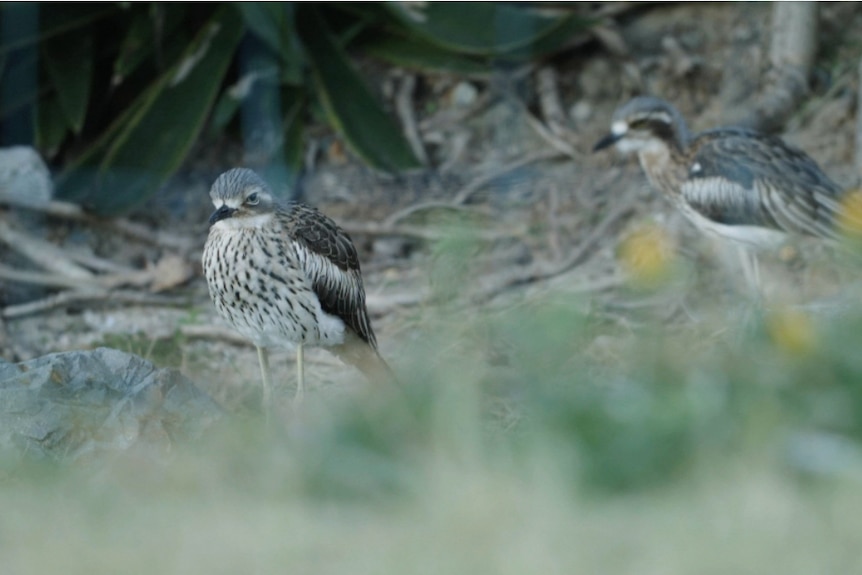 Bush Stone Curlews