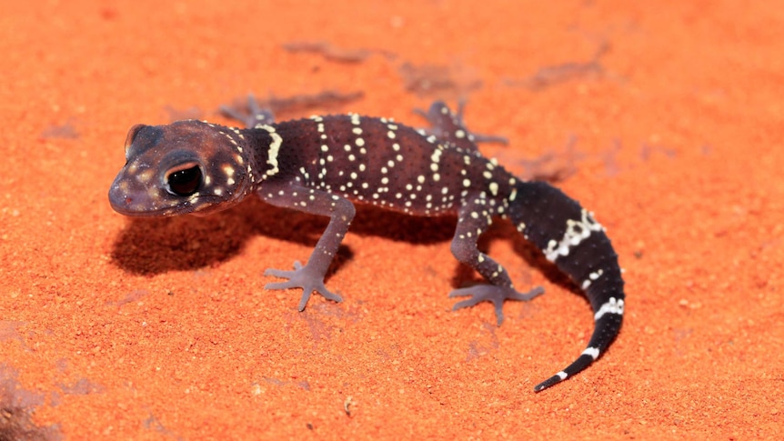 A close-up of a barking gecko on red sand.