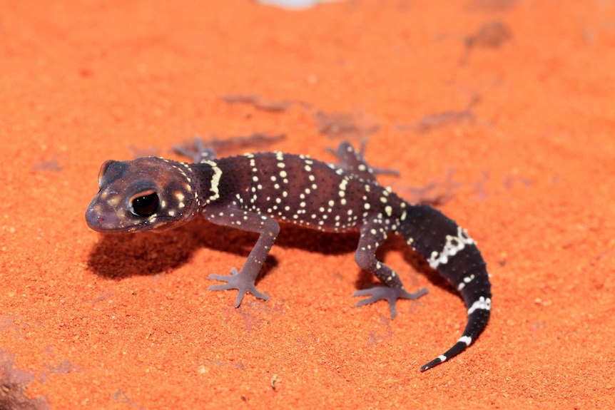 A close-up of a barking gecko on red sand.