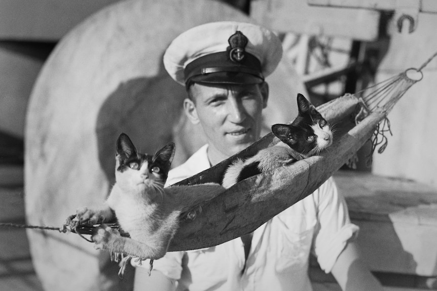 A sailor stands behind two cats in a small hammock