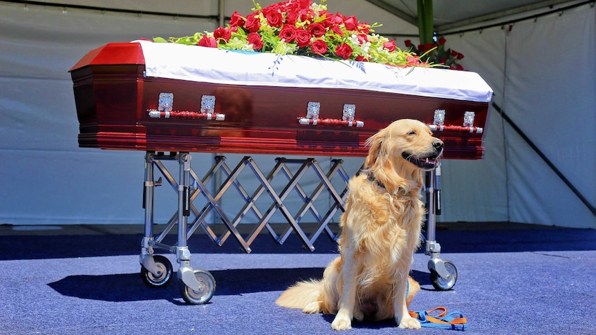 dog stands guard over casket