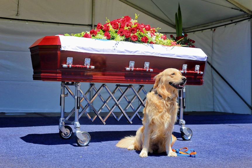 dog stands guard over casket