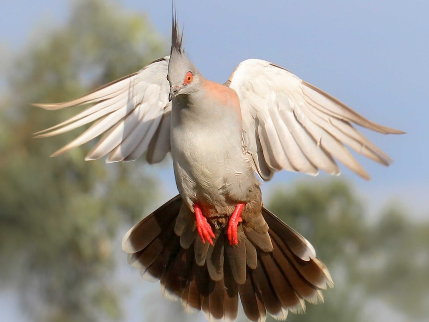 A crested pigeon in flight.