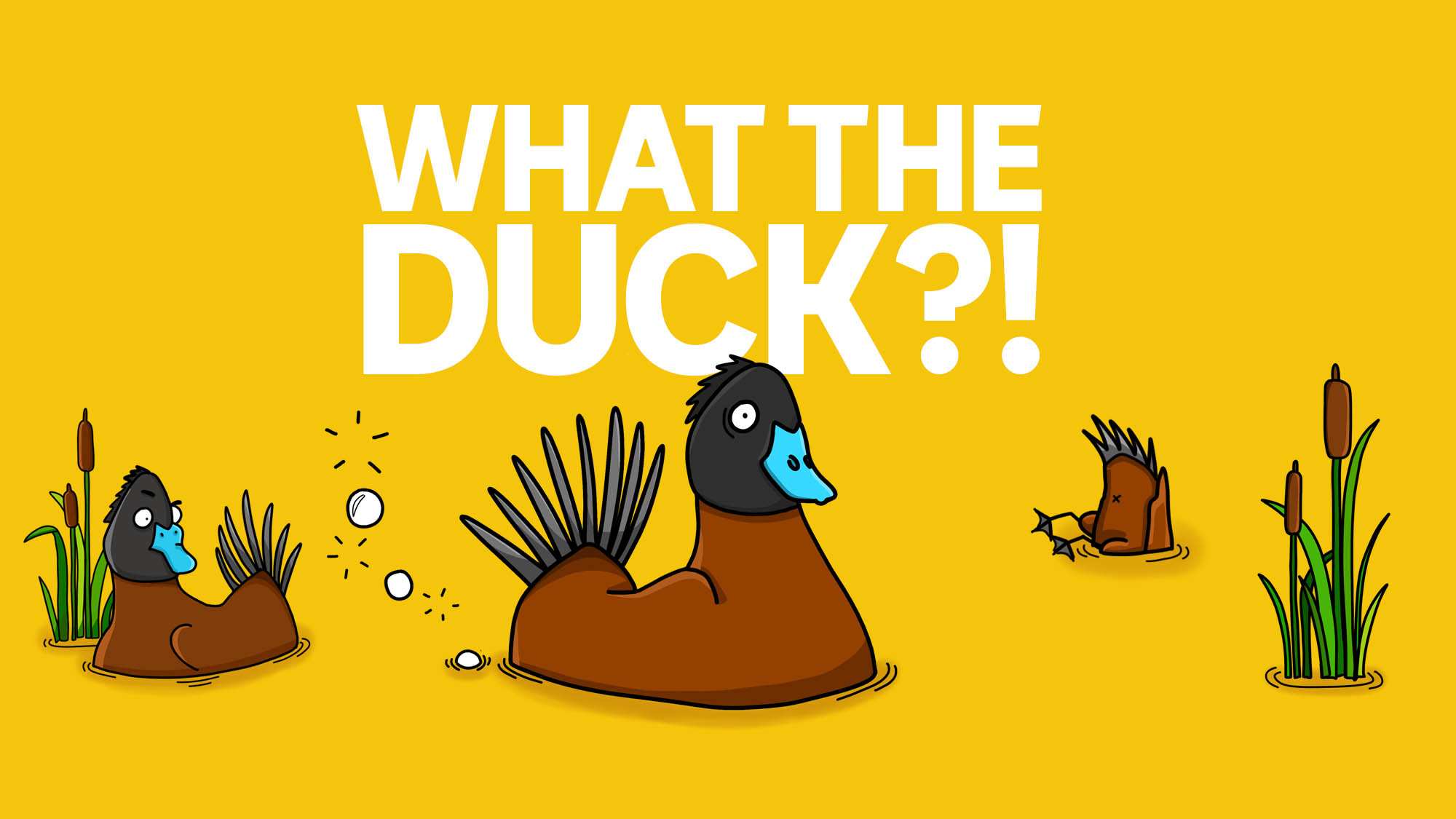 INTRODUCING — What The Duck?!