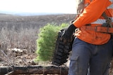 a tray of tree seedlings is strapped to a man's hip