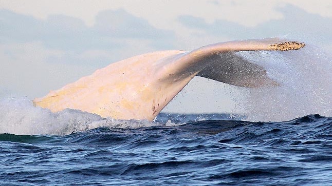 Migaloo the whale glides through the water as it migrates north, June 24, 2014.