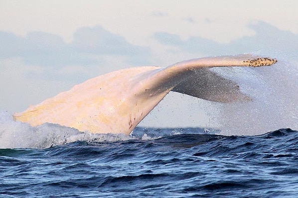 Skin discolouration can be seen on Migaloo, the albino whale, as it migrates north