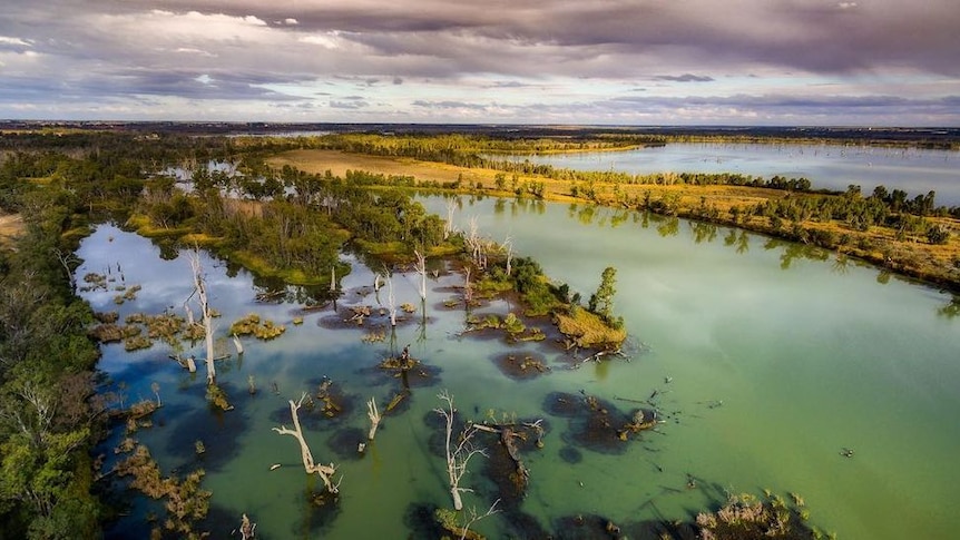 A winding river joining a lagoon, with trees along the bank and dead trees in the foreground in shallow water.