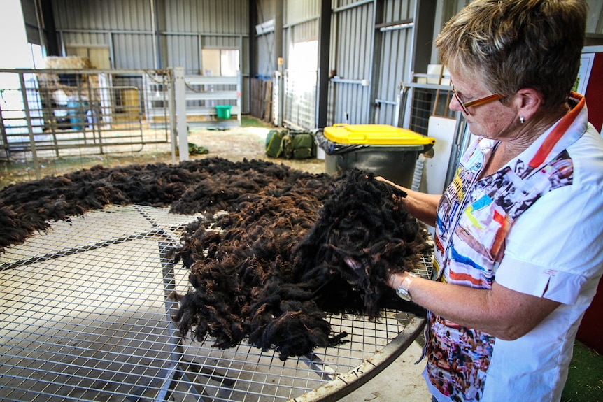 Prue Walduck inspecting alpaca wool in her shearing shed.