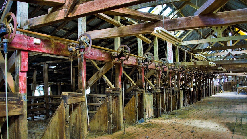 19 machine shearing stands in a tin and timber shearing shed.