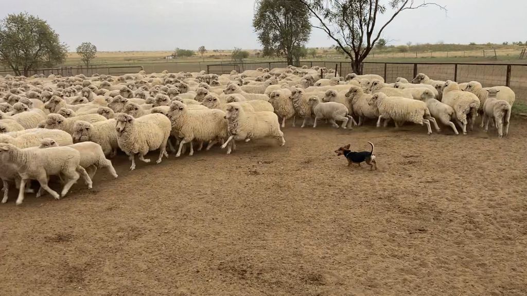 Leo the dachshund mustering sheep - ABC News