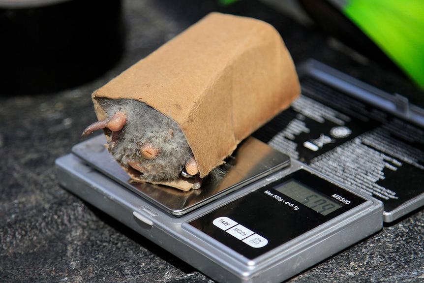 Swift parrot chick being weighed