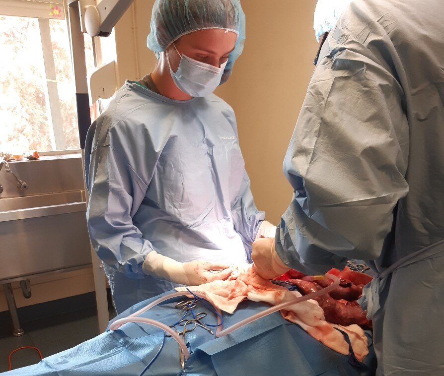 Wombat killer search underway after animal dies post-surgery from ...