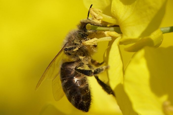 A close up of a bee resting on a canola flower. The background is soft yellow. 