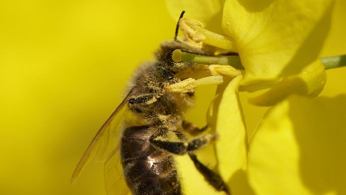 Bee in canola