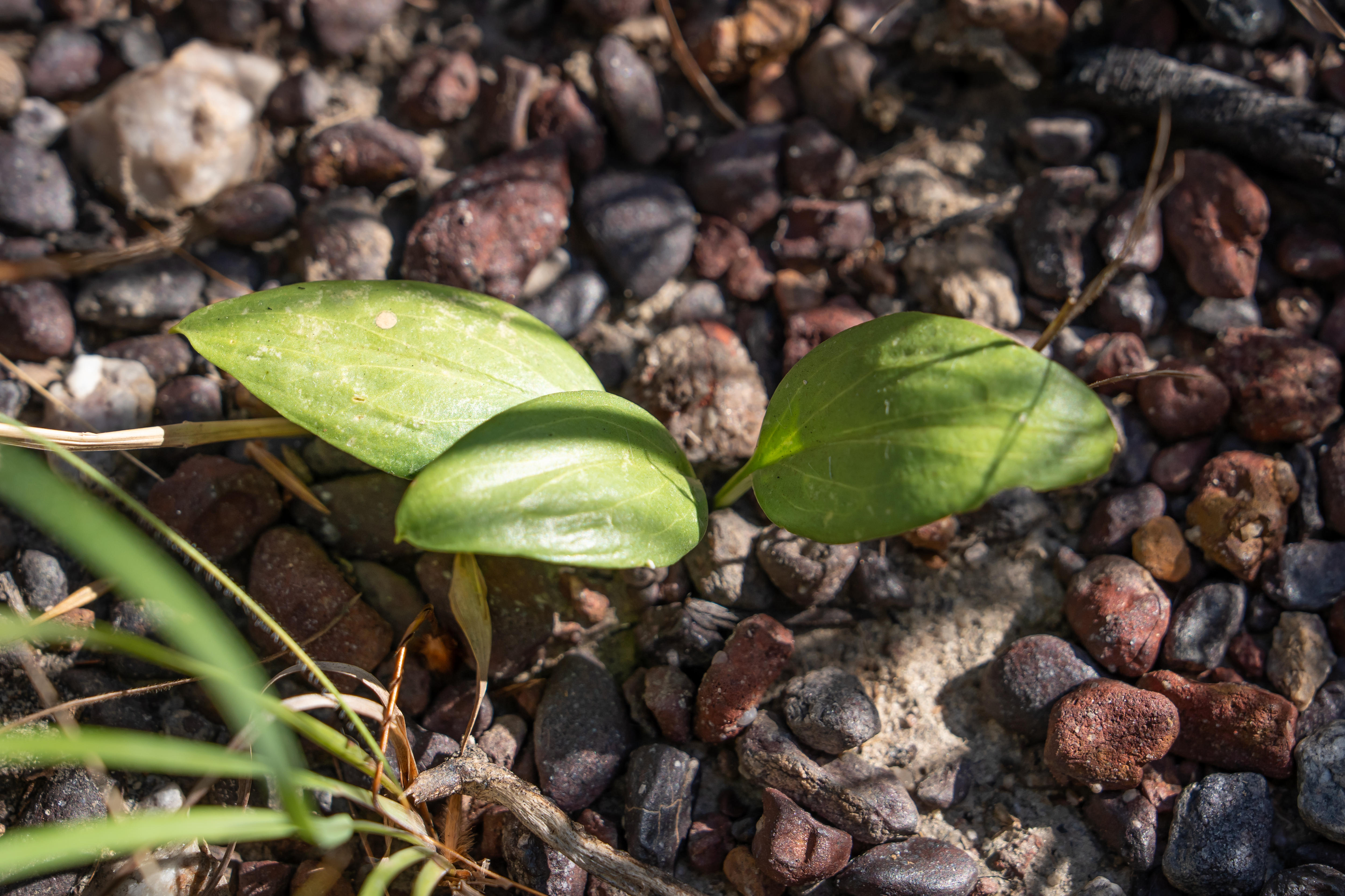 Draft Assessment Finds Middle Arm Project Would Remove 86 Percent of Endangered Herb Population
