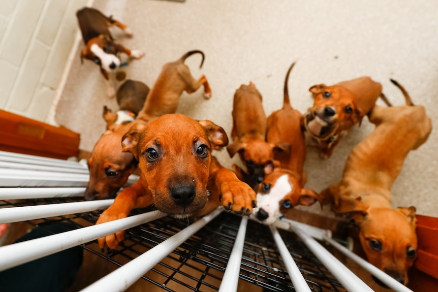 a group of puppies scrambling to jump up at a safety gate