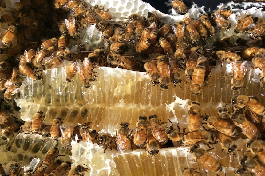 Hundreds of bees on honeycomb inside a hive