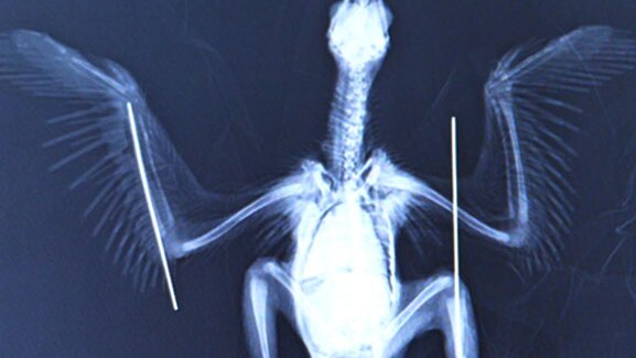 An x-ray of a bird with wings spread open