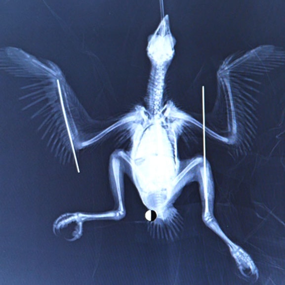An x-ray of a bird with wings spread open
