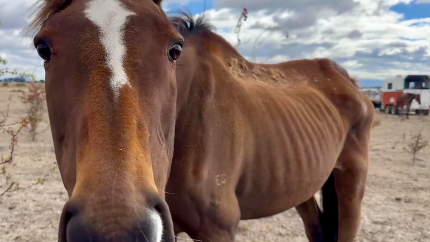 A horse looks into a camera.