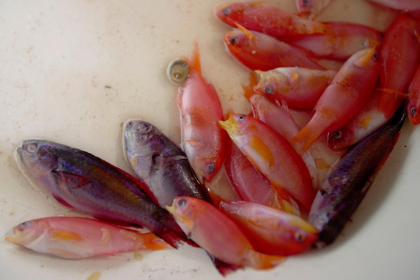 Red and blue fish are at the bottom of a bucket. 