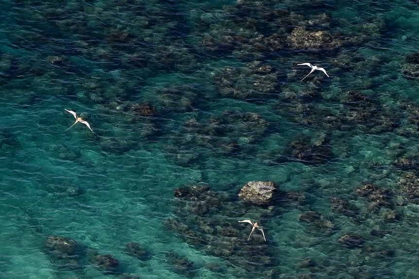 Three long-tailed birds, two with golden feathers, flying over the crystal clear waters of Christmas Island.
