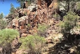 Rocks and vegetation of a canyon.