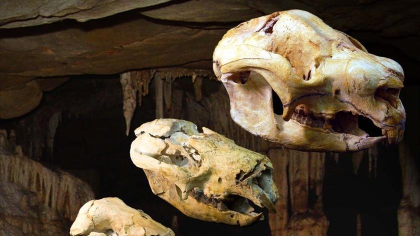 Collection of Nimbadon skulls