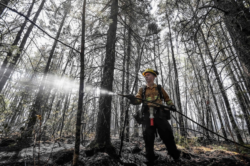 A firefighter in uniform works on a fire in Nova Scotia with a hose with burnt trees in the background