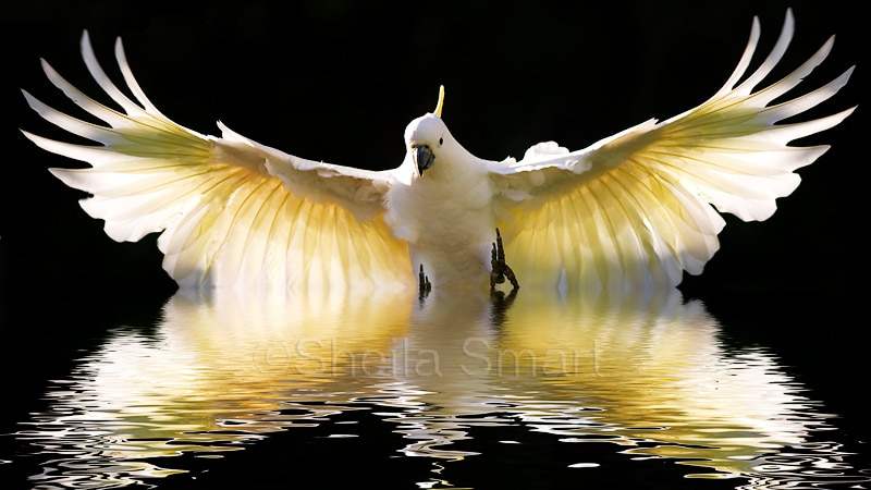 Sheila Smart - white cockatoo - www.sheilasmartphotography.com.au