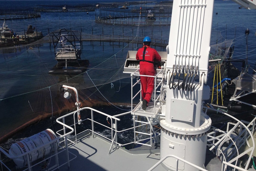 A man onboard a ship looking at pens of salmon in the ocean