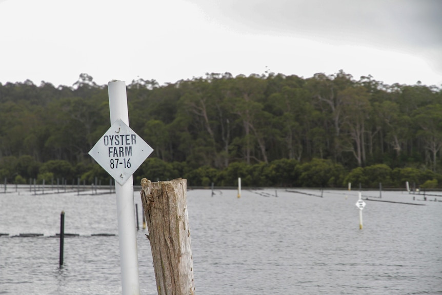 a post in a river marked oyster farm