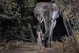 An elephant in Namibia is captured on film using a camera trap