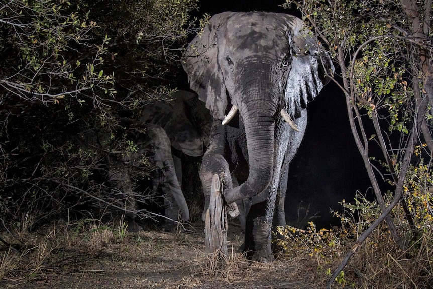 An elephant in Namibia is captured on film using a camera trap