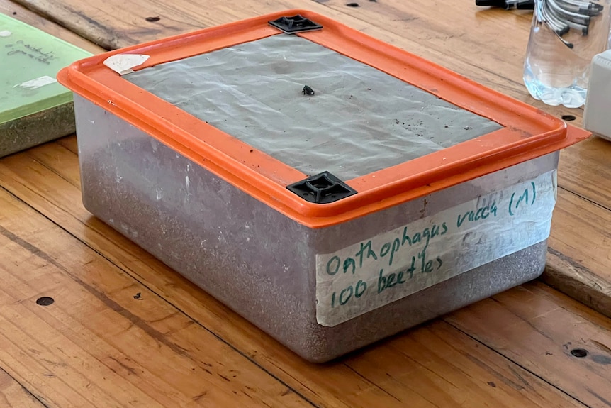 Picture of a plastic container labelled 'onthopagus vacca' filled with 100 dung beetles ready for use.