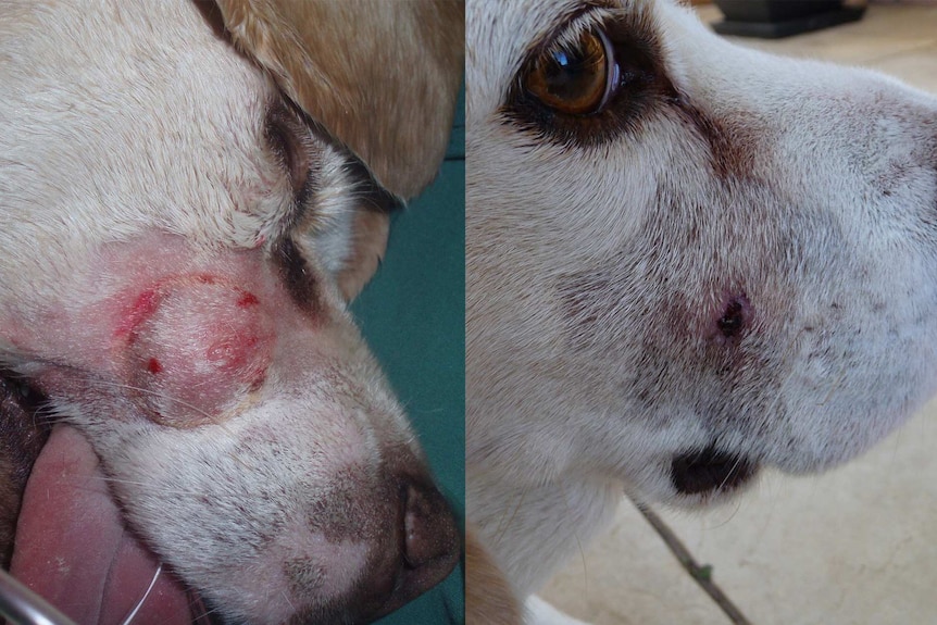 (L) Oscar the dog pre-treatment, (R) Oscar 15 days after treatment with the berry compound.