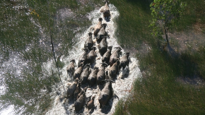 An aerial view of a herd of buffalo walking through a small body of water, between long scrubby grass and trees.